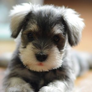 Meet your Posher, Yichen